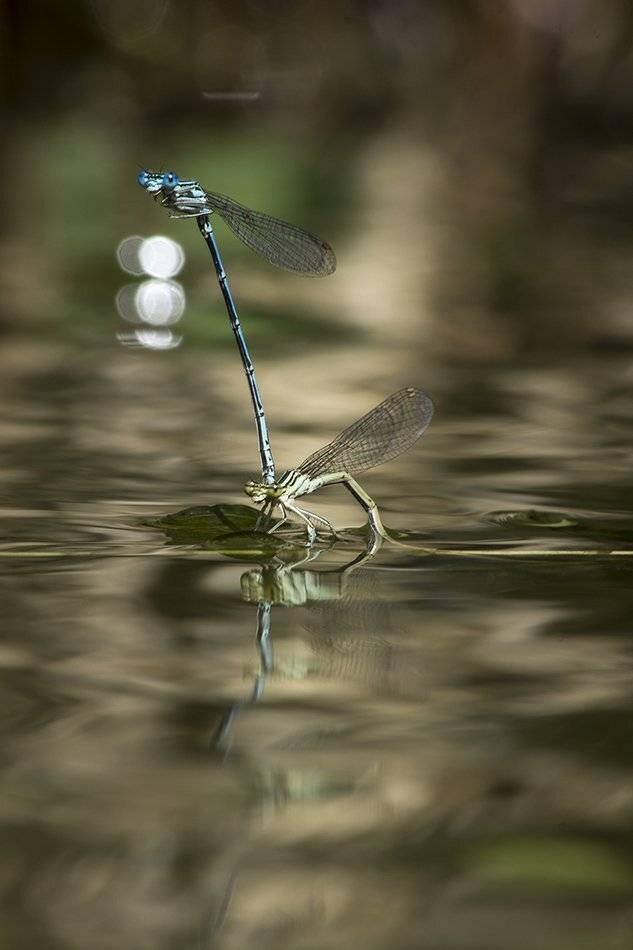 , Иваненко Светлана