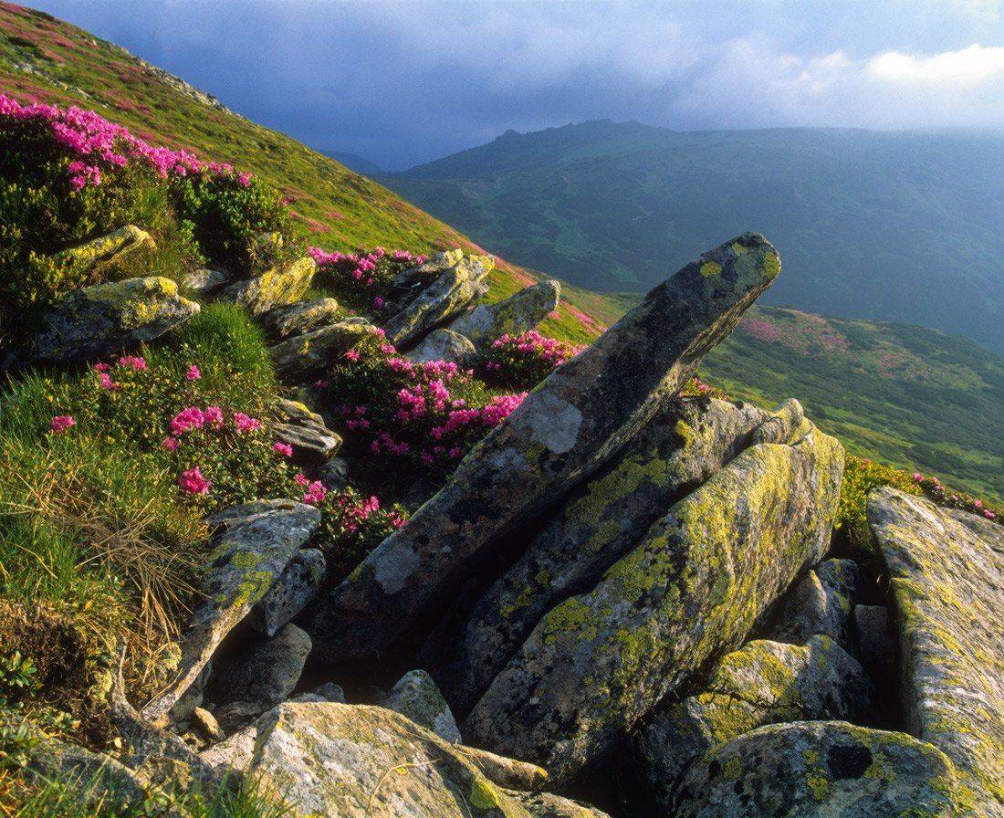 , Ярослав Тюрменко (Jaremi)