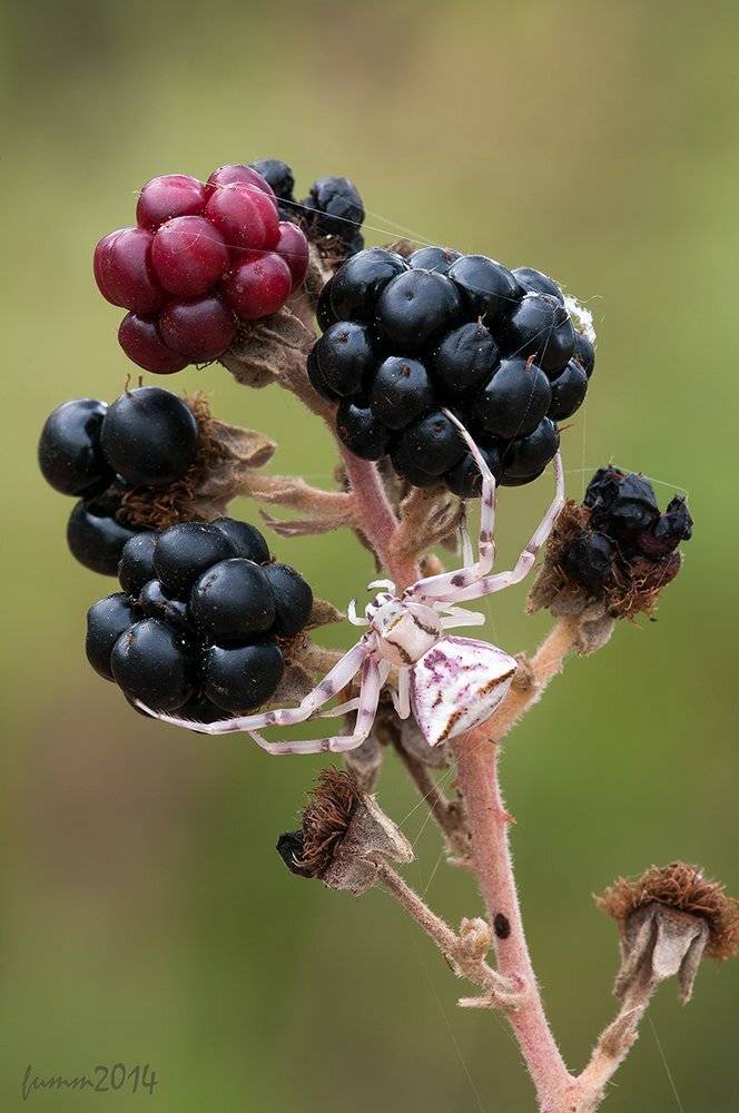 , Игорь ФУММ