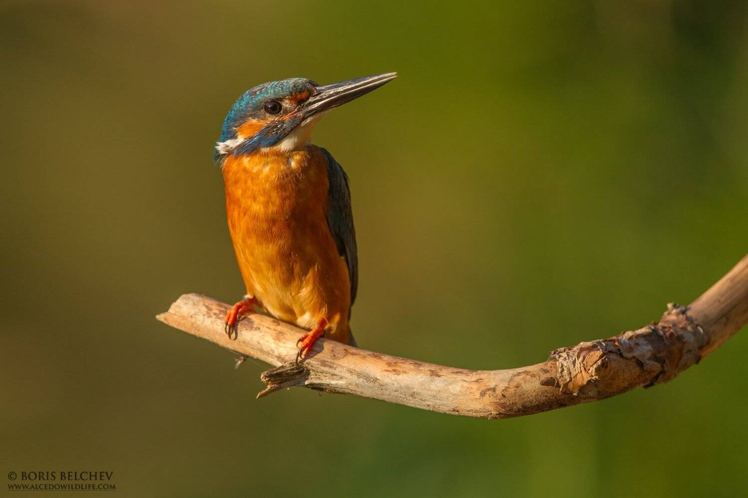 , Борис Белчев