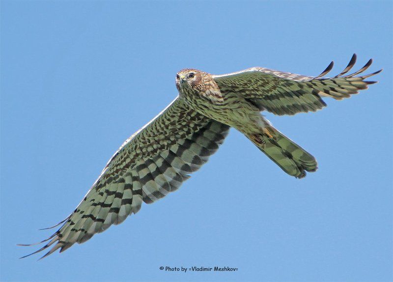 Meadow Harrier, Female. фото превью