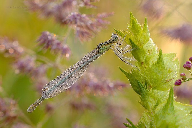 ***** фото превью