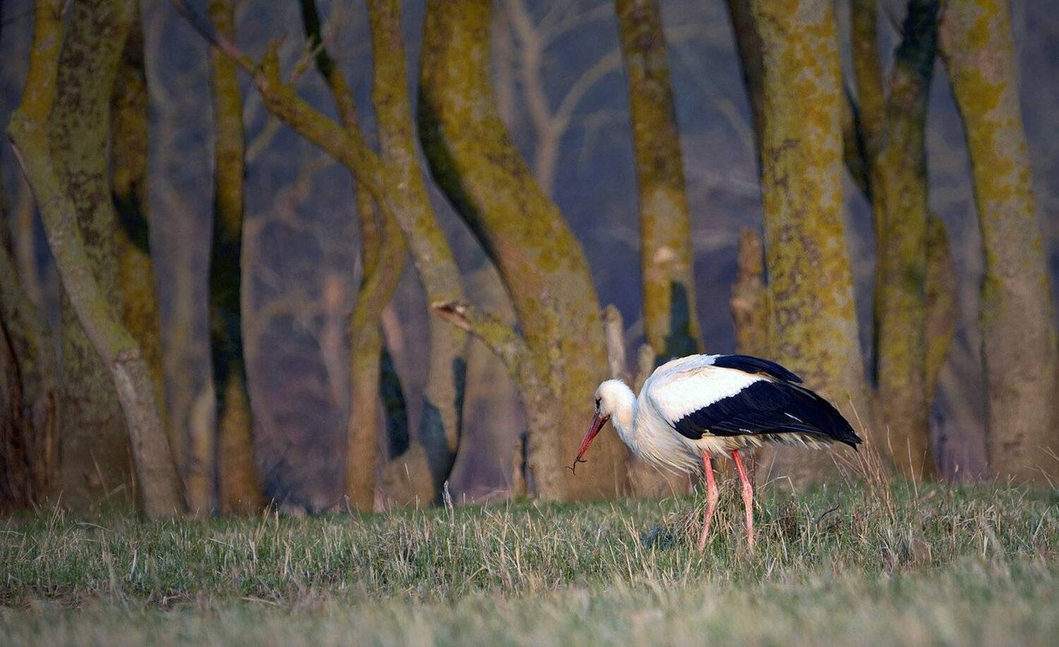 , Румен Паисиев