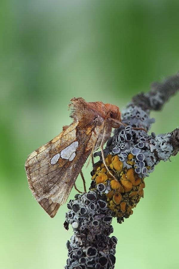 , Сергей Таланов