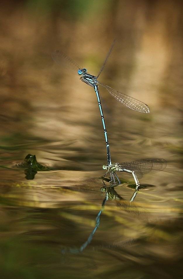 , Иваненко Светлана