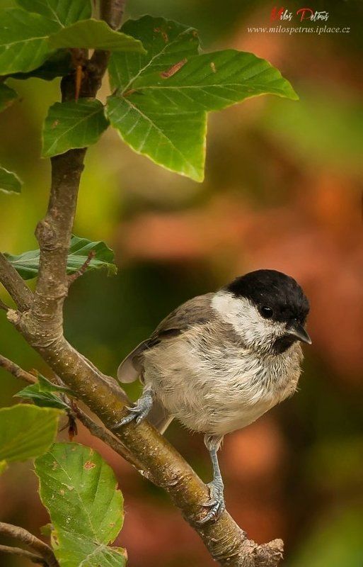 Poecile palustris фото превью