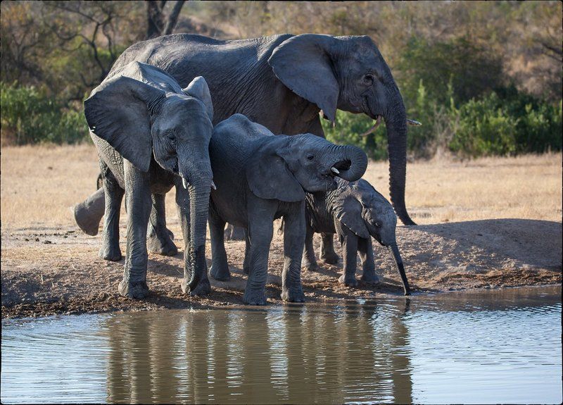 Слоны Family фото превью