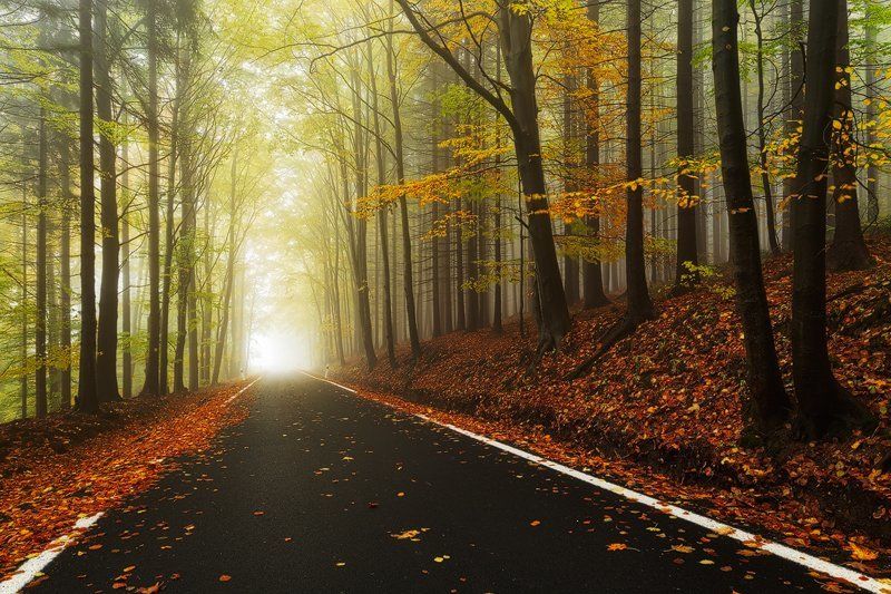 Magic Road фото превью