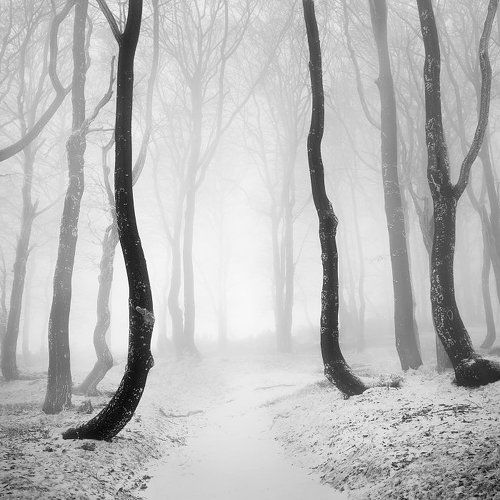 Frozen Forest