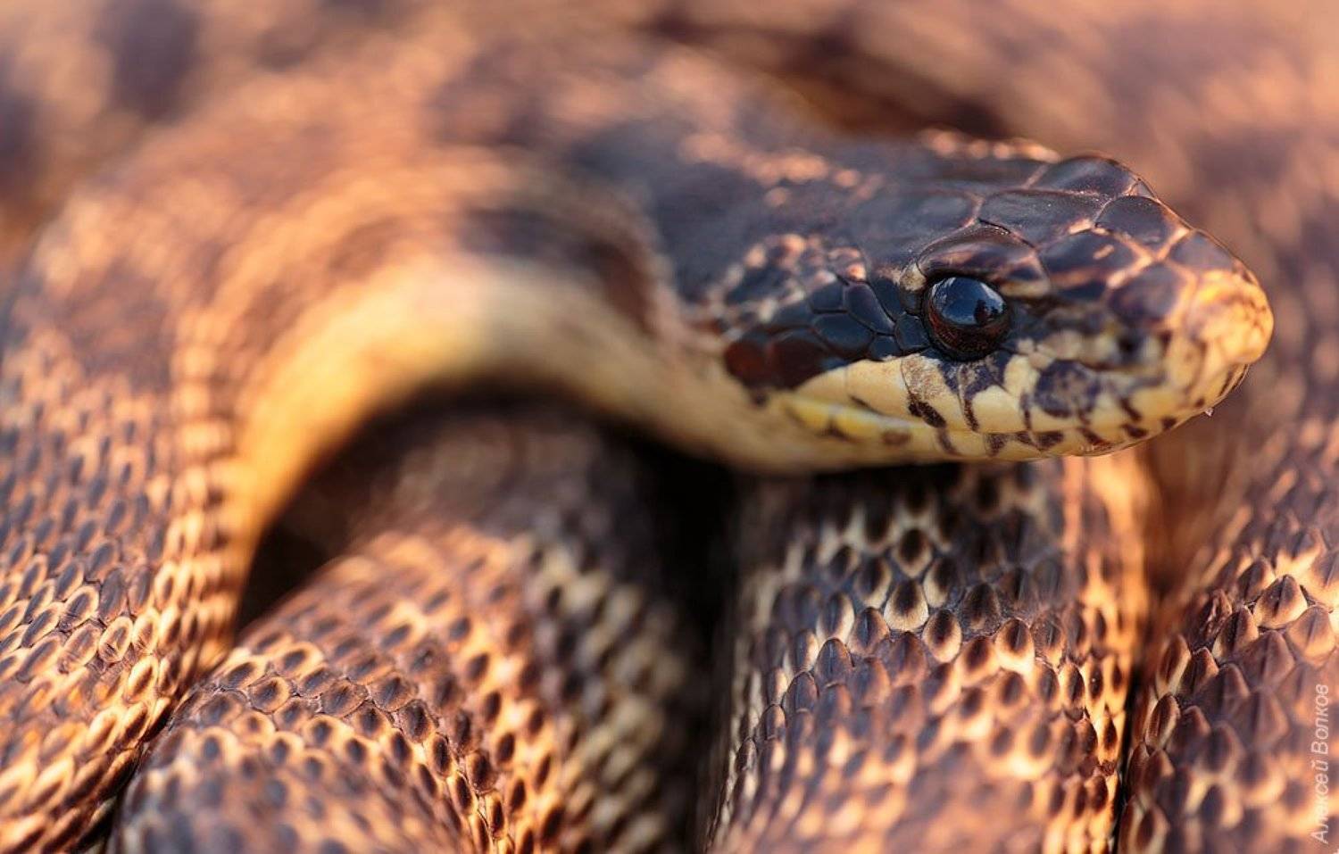 , Алексей Волков