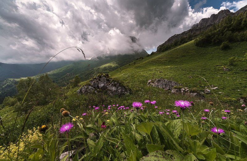 КОГДА В ГОРАХ ЦВЕТУТ ЦВЕТЫ фото превью