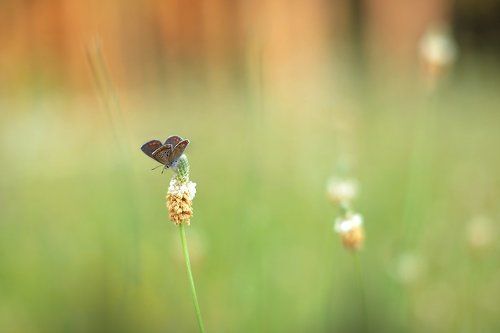 Soul of a Butterfly..