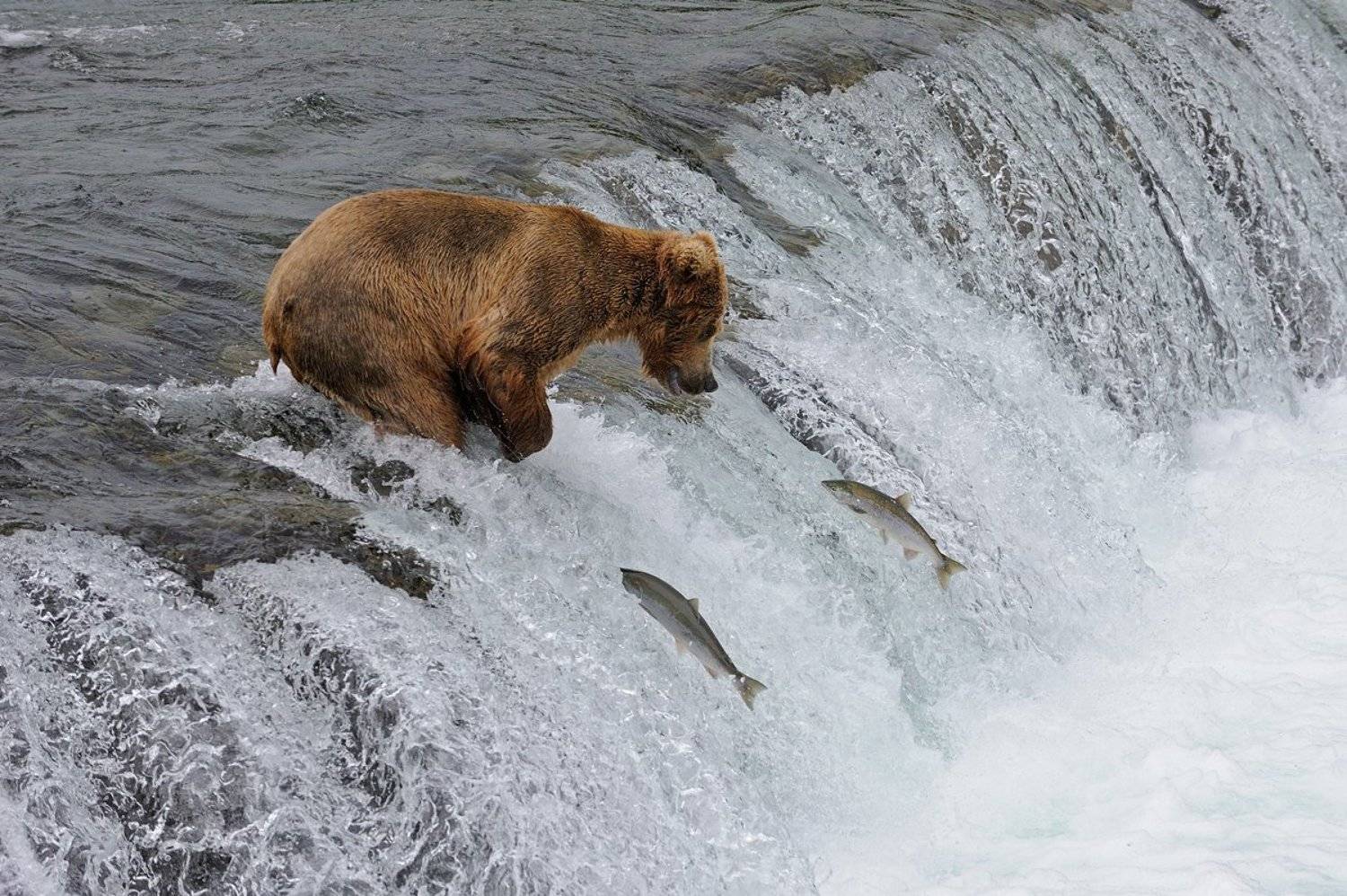, Алексей Тищенко