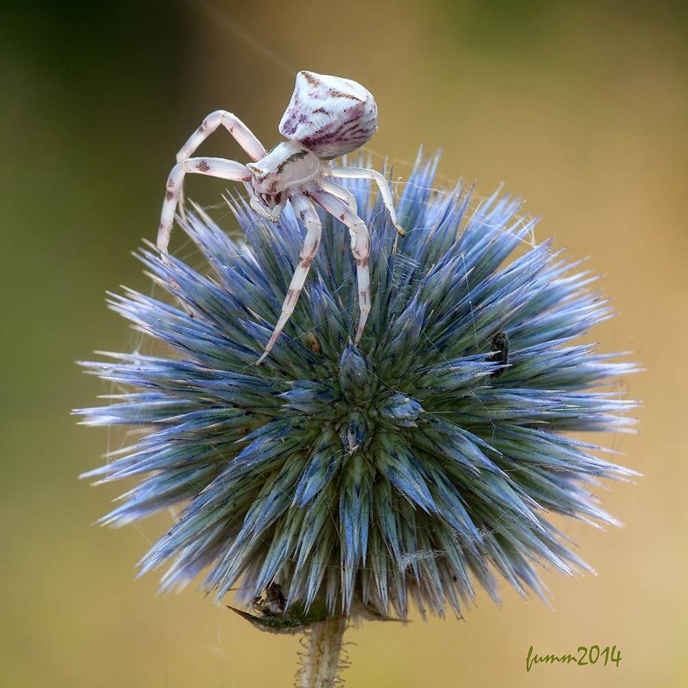 , Игорь ФУММ