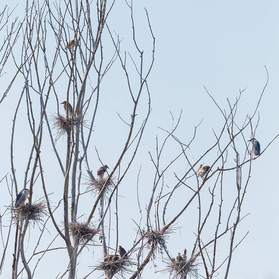 , Васил Анастасовски