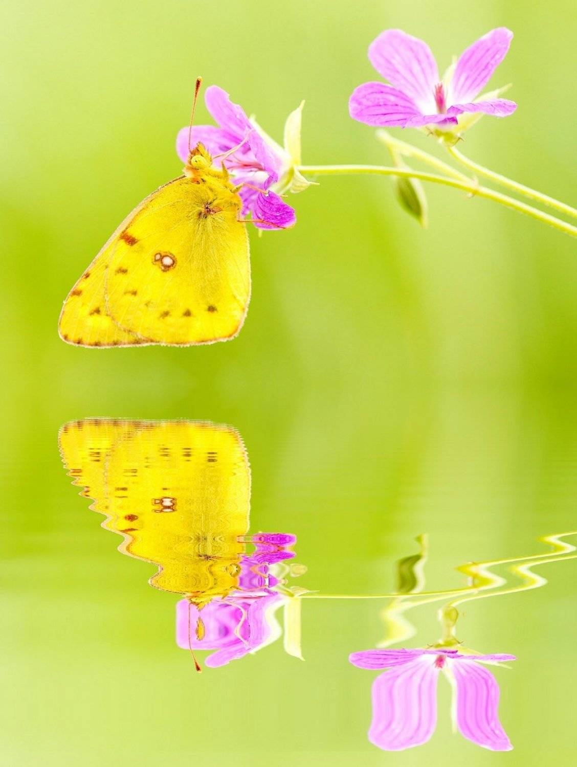 , Zbyszek  Walkiewicz