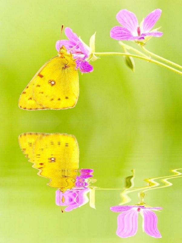 Имитация жизни ... фото превью