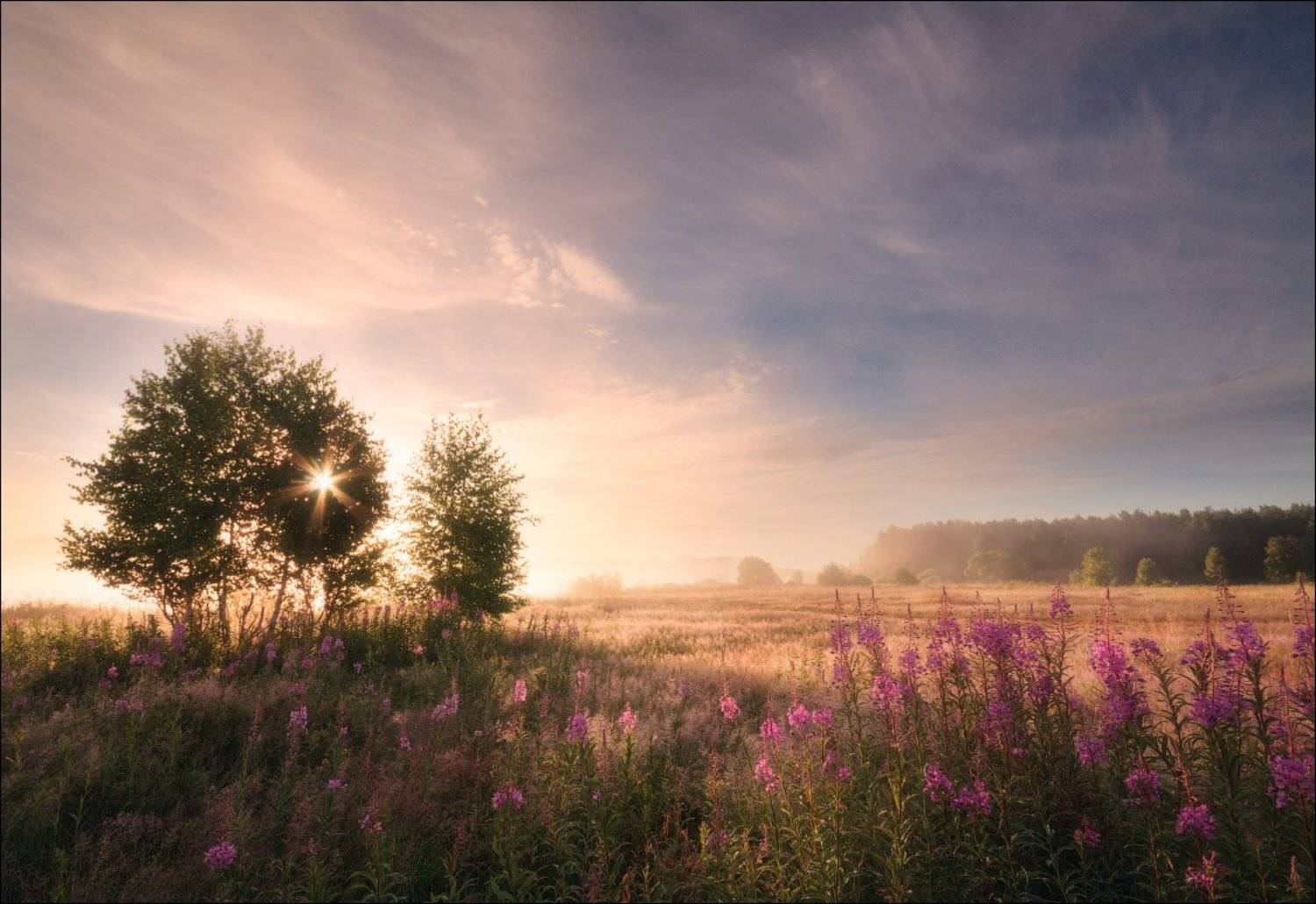 Деревья, Подмосковье, Рассвет, Солнце, Туман, Цветы, Иван Мухин