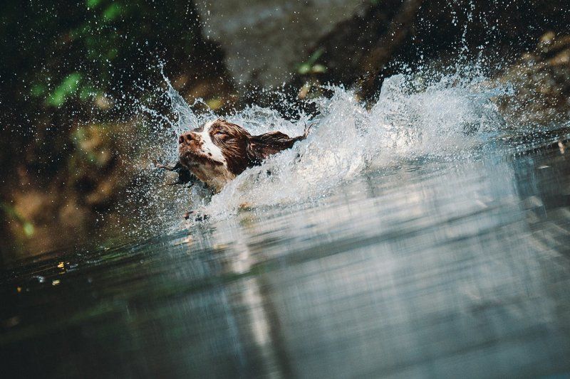 Favorit - Ben. фото превью