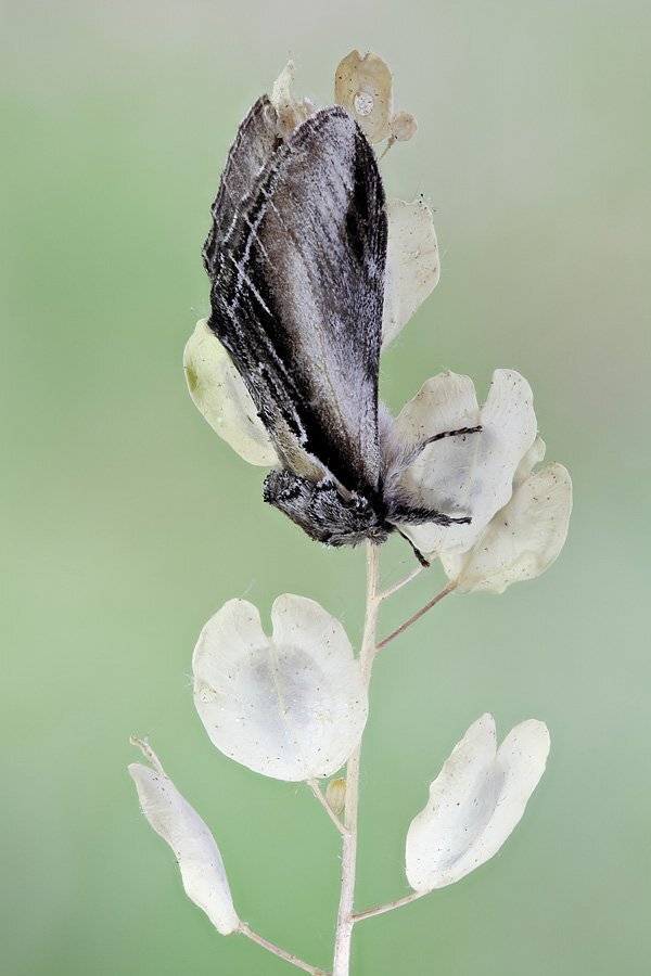 , Сергей Таланов