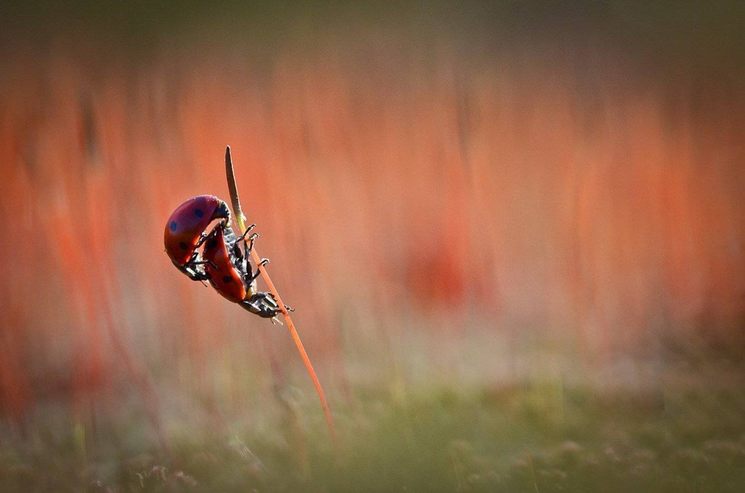 , Вячеслав Мищенко