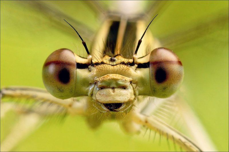 портрет фото превью