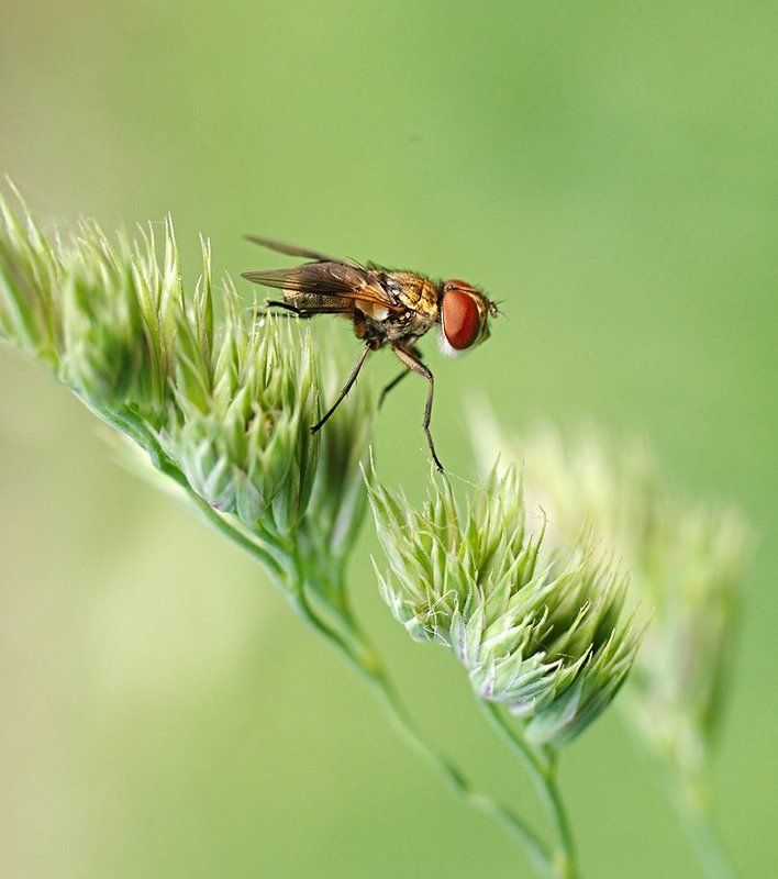 *** фото превью
