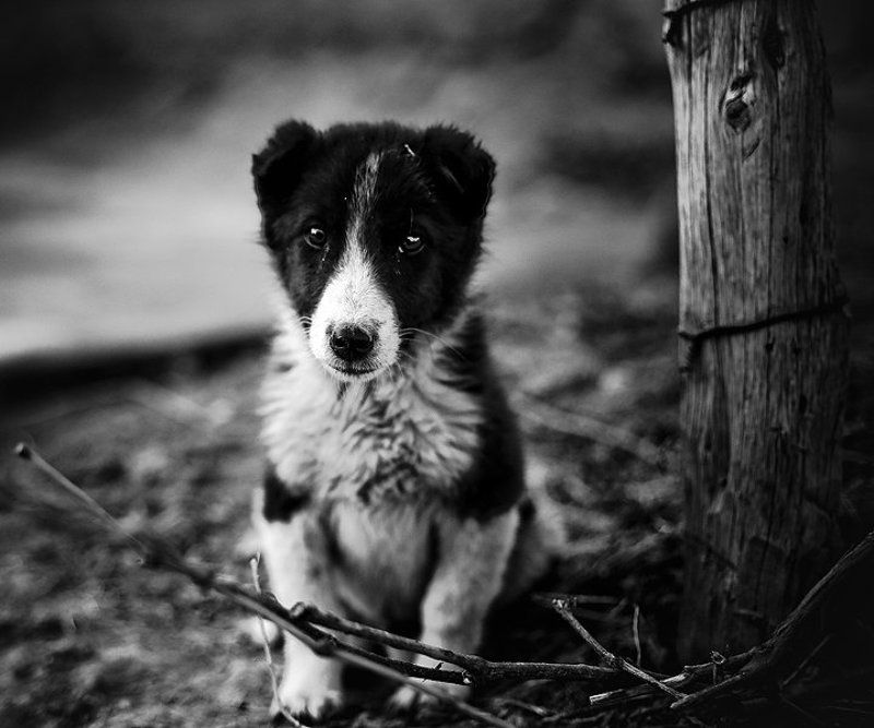 ****** фото превью