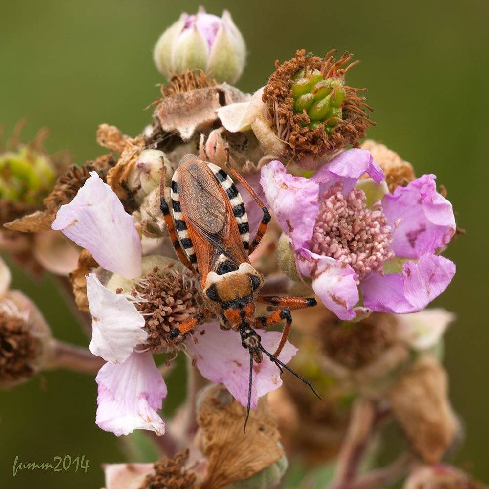 , Игорь ФУММ