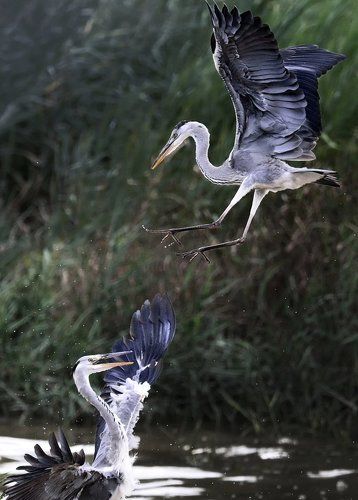 dispute