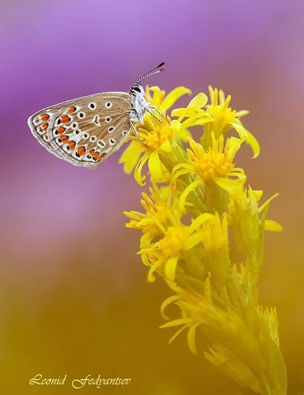 Луговой гламур фото превью