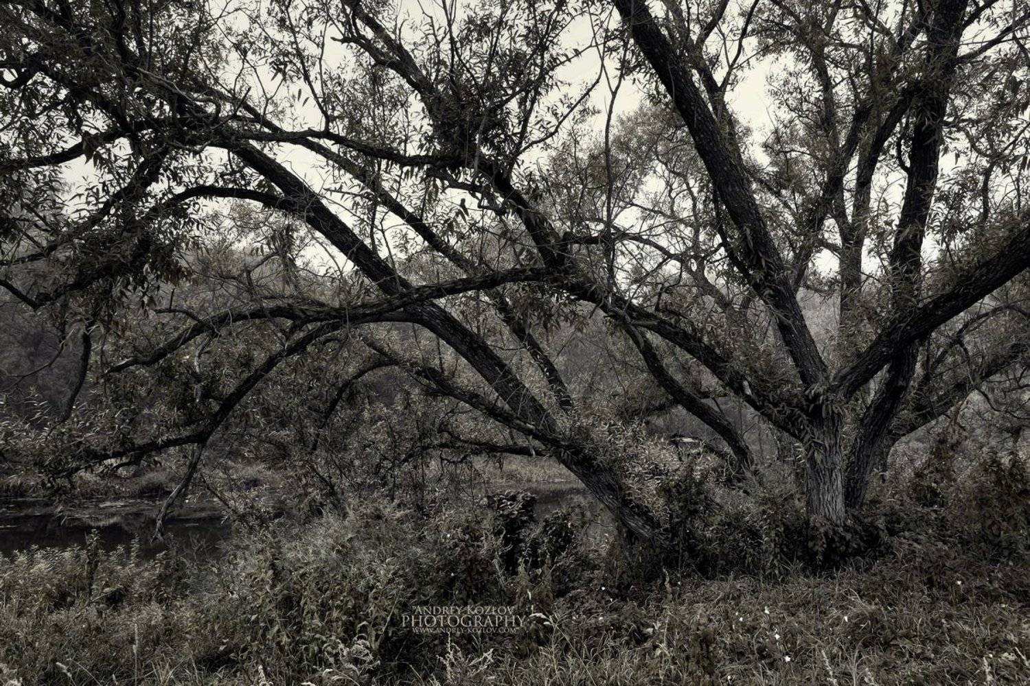 , Андрей Козлов