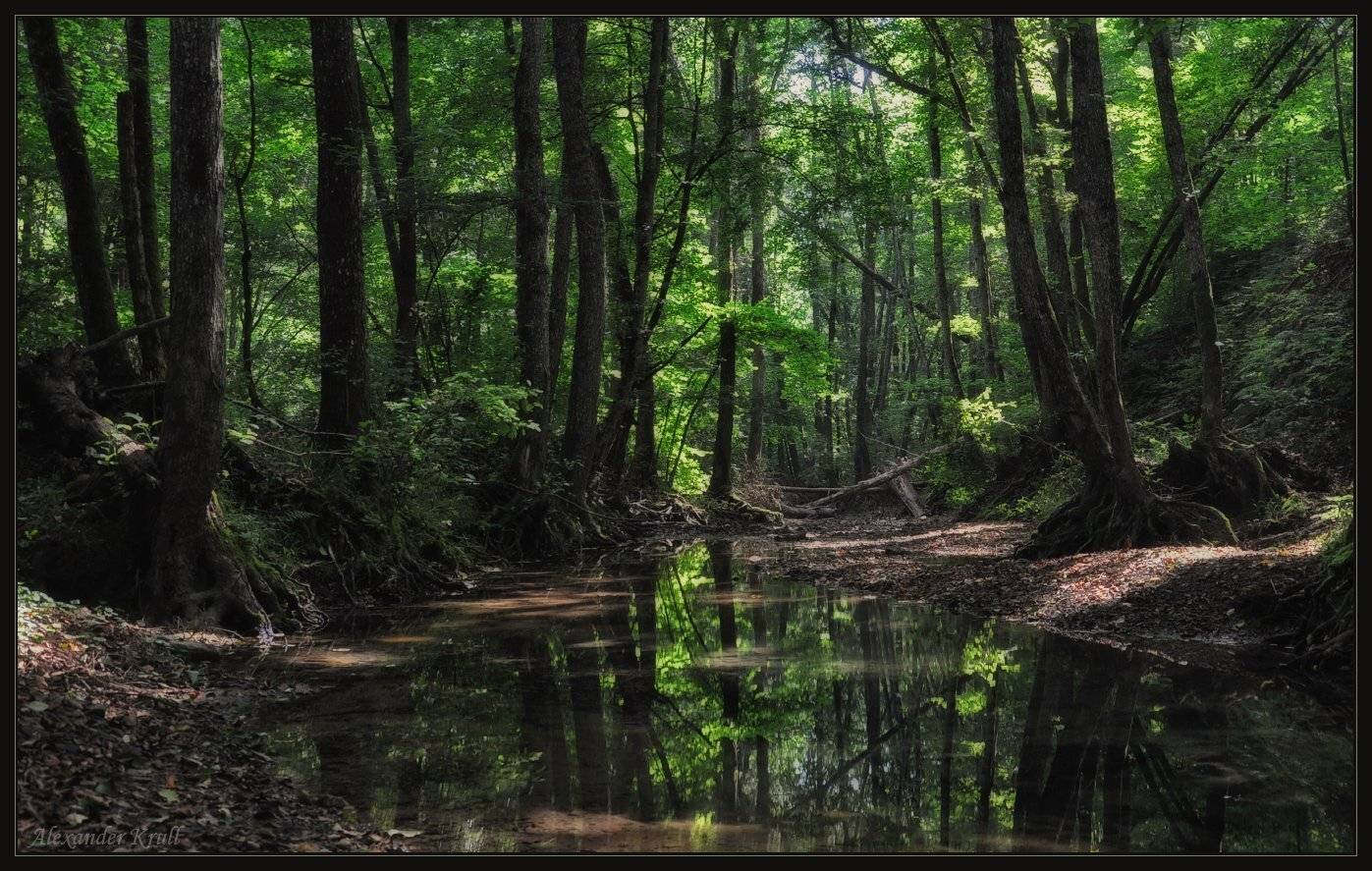 дебри, ручей, лес, Александр Круль