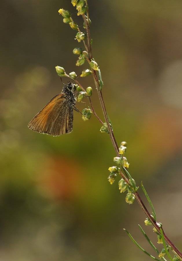 , Чепленко Алексей