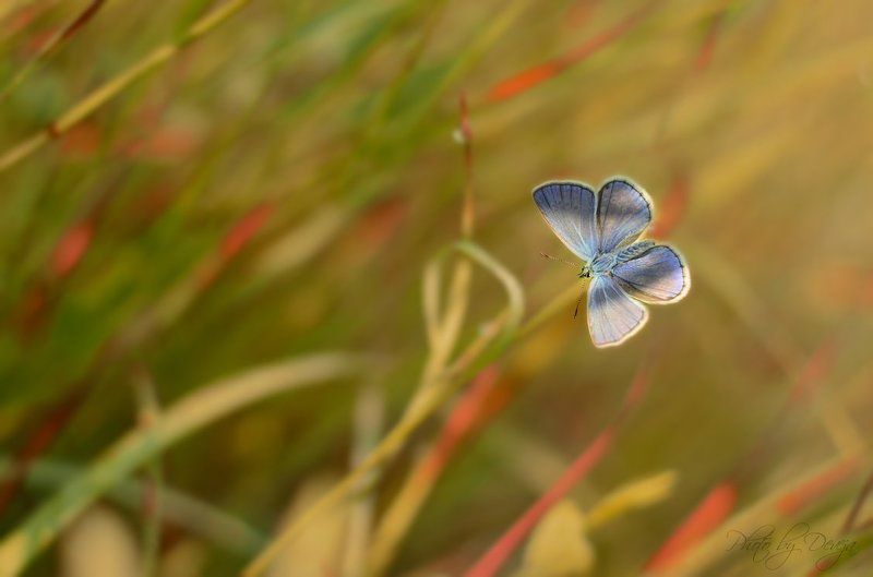 луг утро фото превью