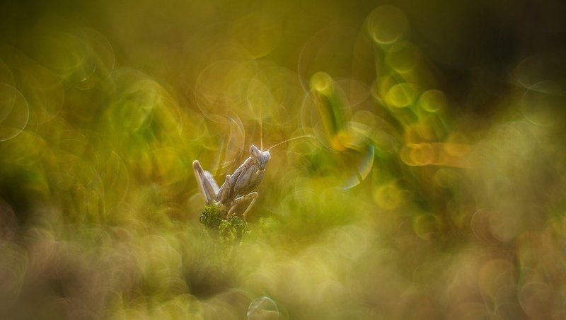 Зелёные облака. фото превью