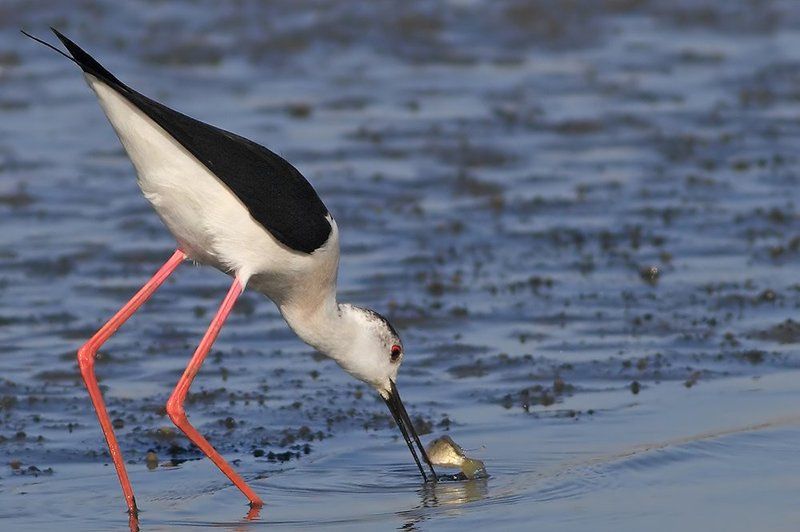 70200, 7D, Animals, Birds, Stilt, Животные, Птицы, Рыба, Ходулочник Про нелёгкую жизнь ходулочников.. фото превью