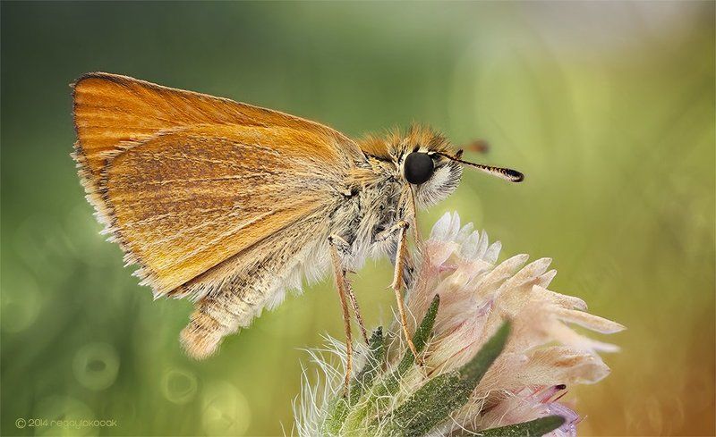 Ochlodes (Butterfly Bokeh) фото превью