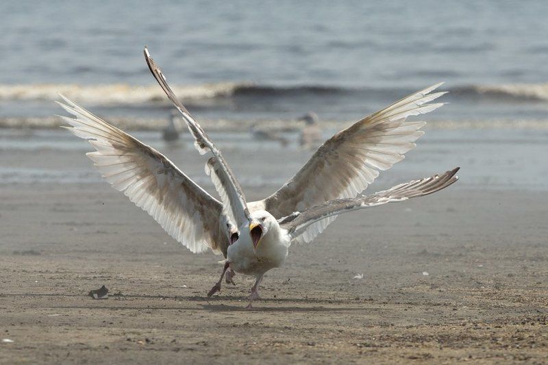 Behavior, Birds, Fareast, Island, Kunashir, Russia, Seagull, Wildlife, Дикая природа, Драка, Курилы, Море, Поведение, Птица, Россия, Чайка Салочки фото превью