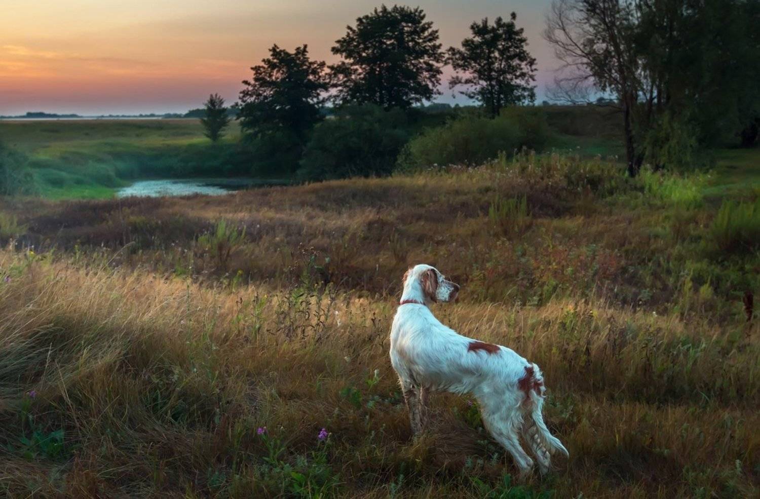 фотограф, животных, собак, саров, английский сеттер, охота с английским сеттером, портрет животного, портрет собак, рос, Александр Чибиркин