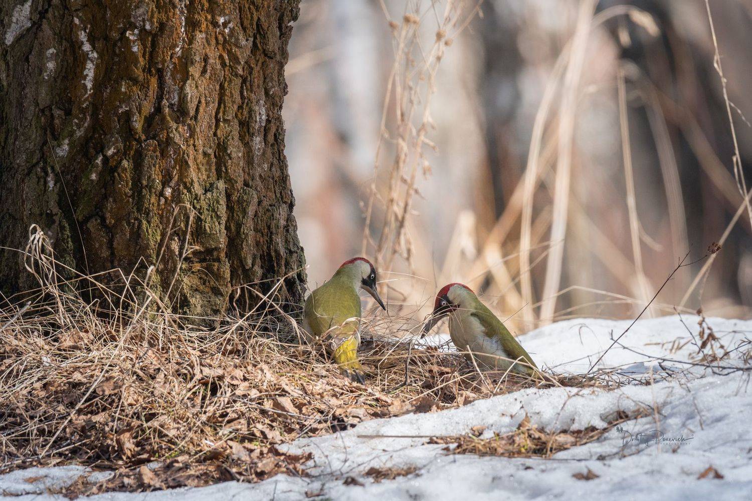 природа, лес, поля, огороды, животные, птицы, макро, Посевич Дмитрий