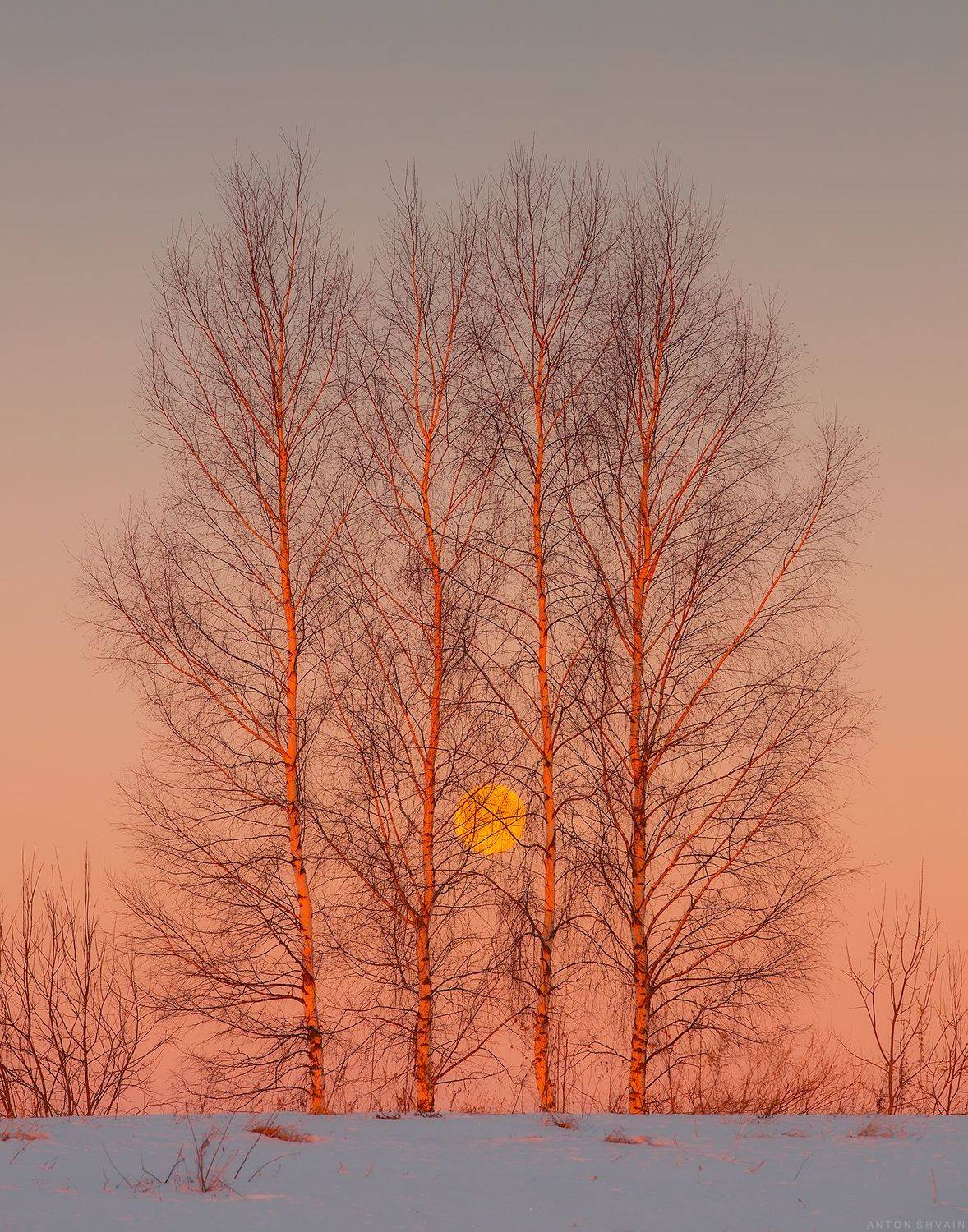 , Антон Шваин