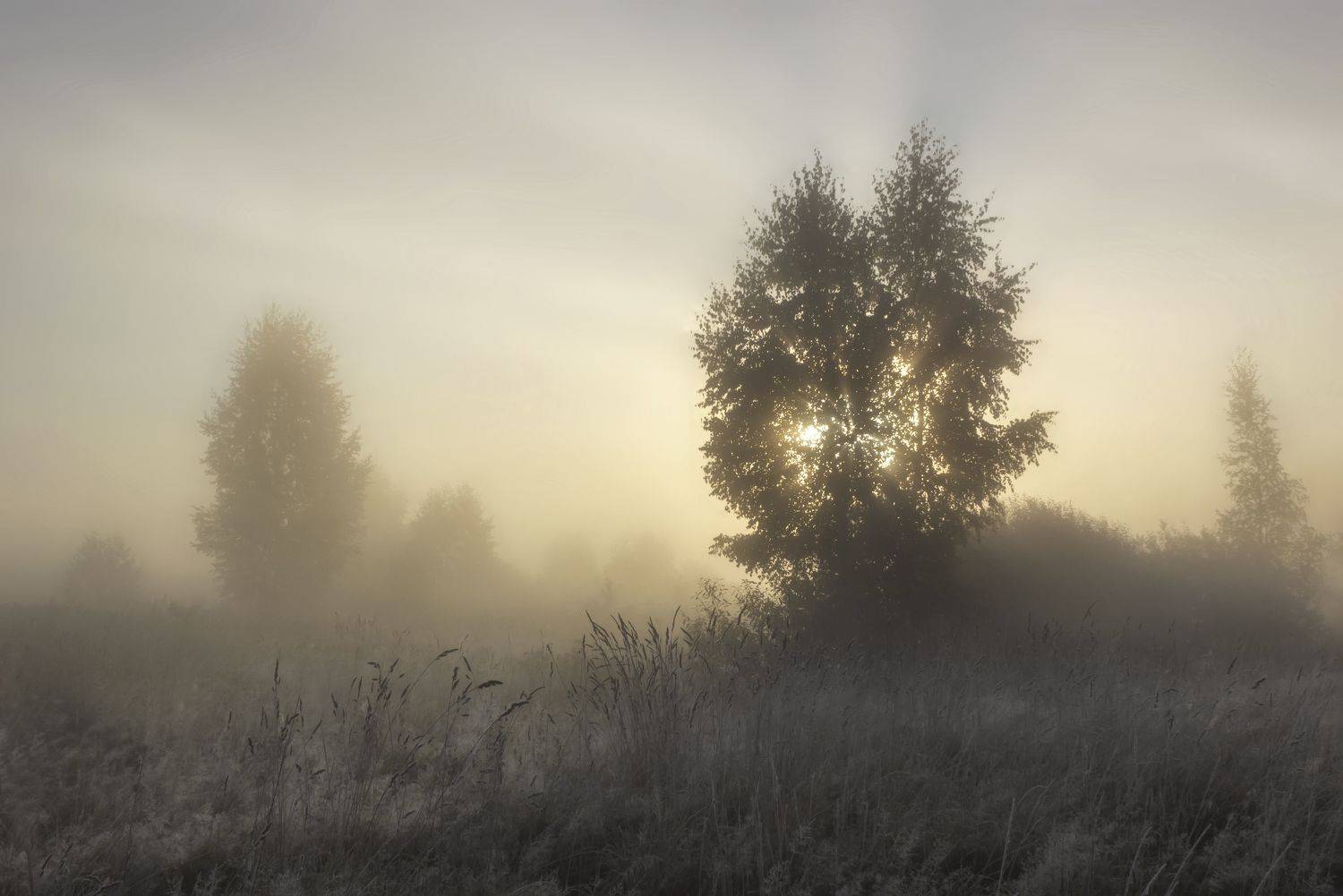 туман, пейзаж, природа, Ольга Бонина