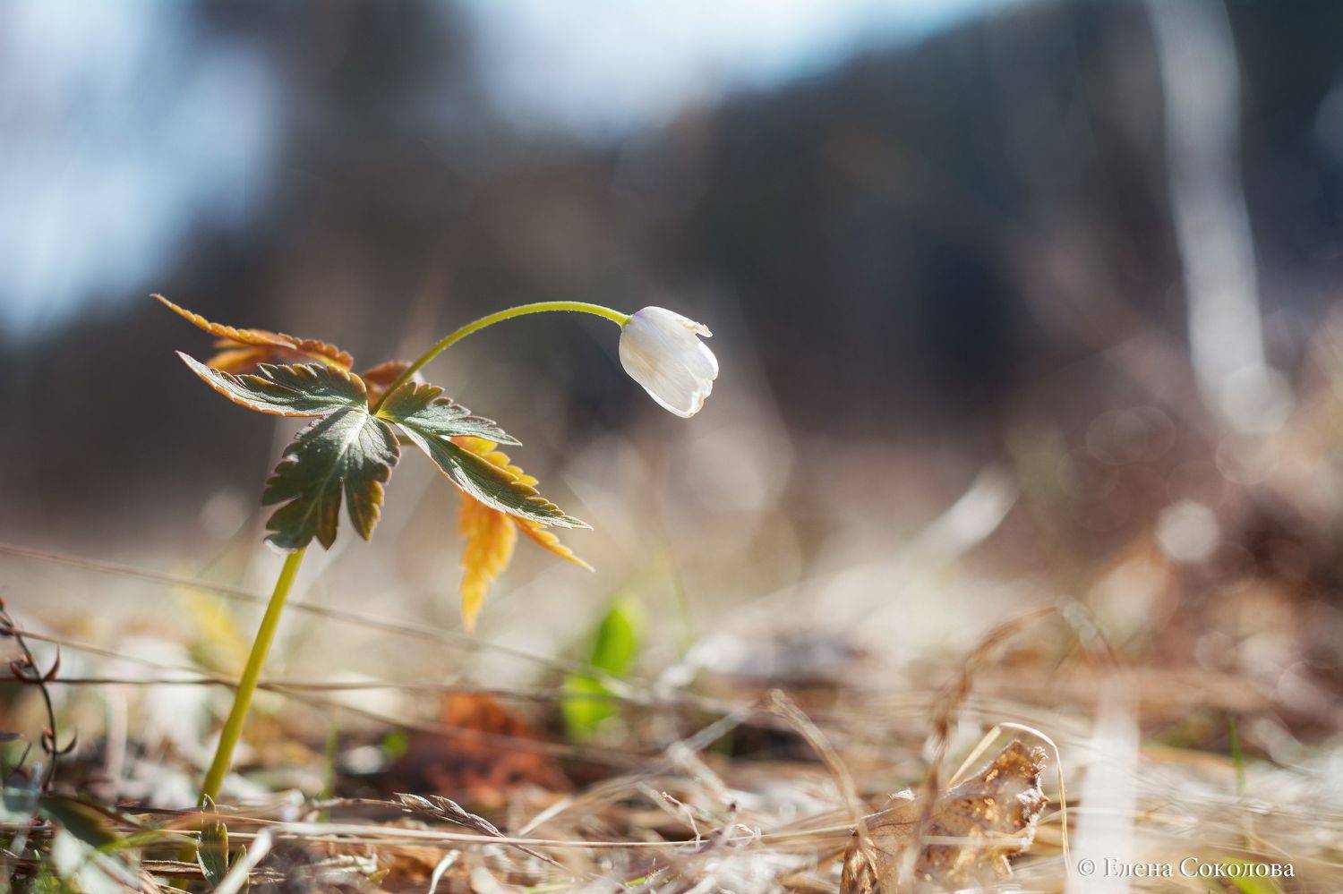 ветреница, первоцвет, цветы, макро, весна, Соколова Елена