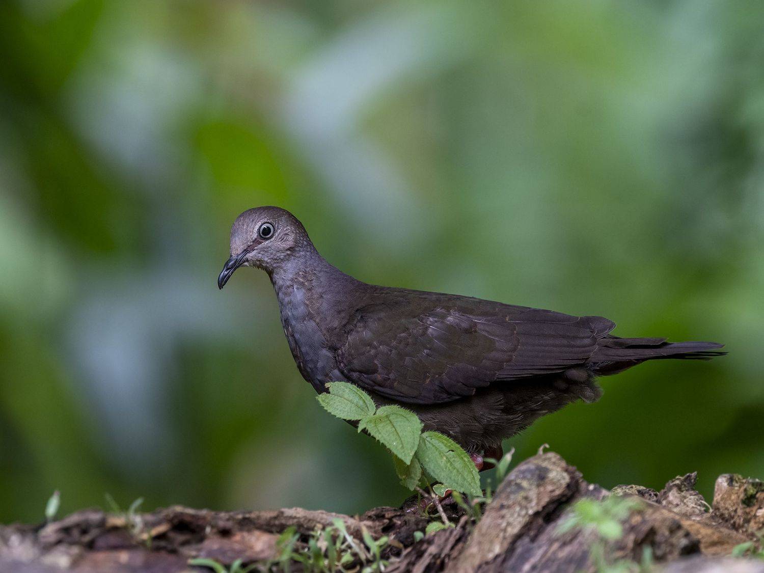 , Fernando Burgalin Sequeira
