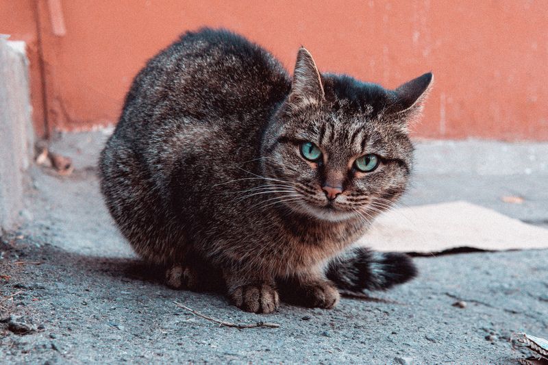 Кот фото превью