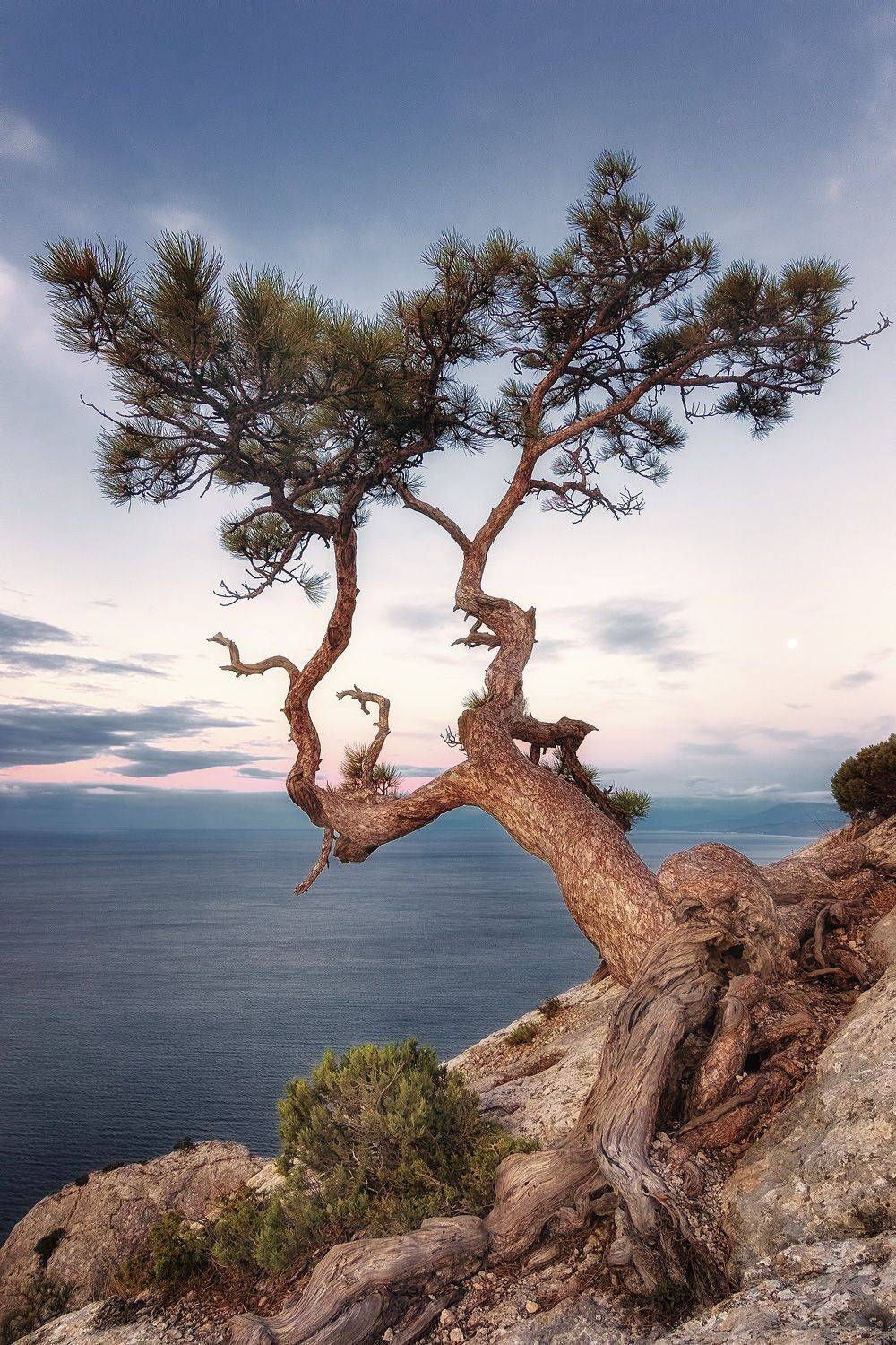 , Антон Кошетаров