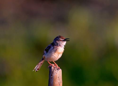 Songbird