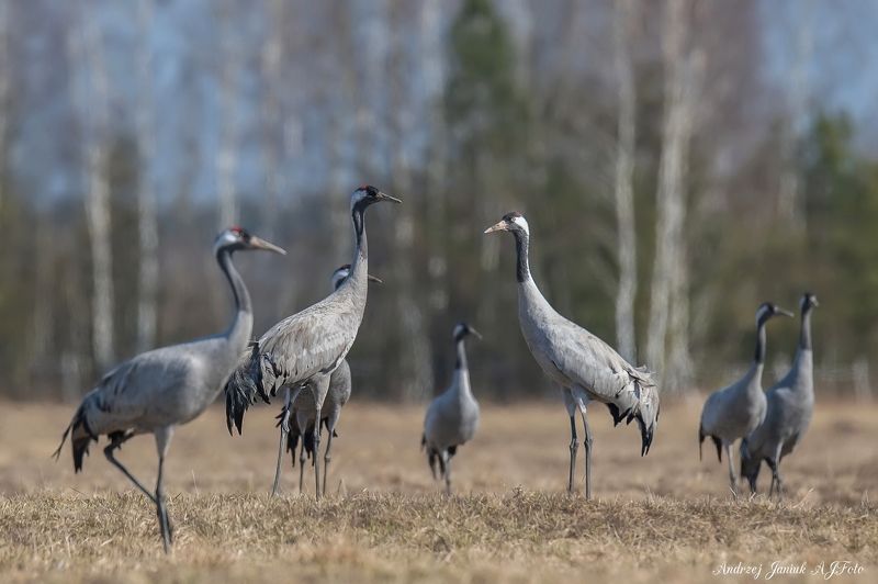 grus grus фото превью