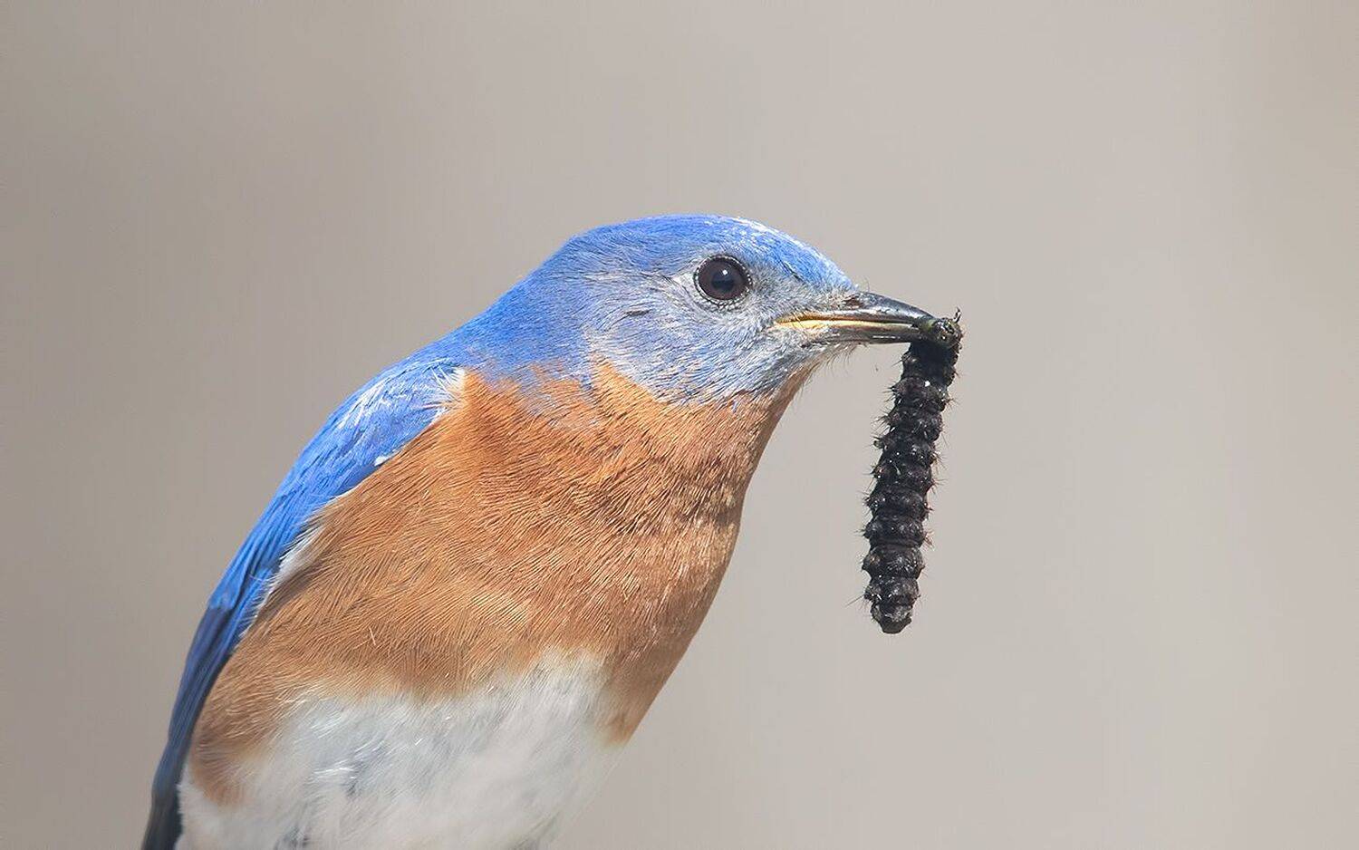 восточная сиалия, eastern bluebird, bluebird, Etkind Elizabeth